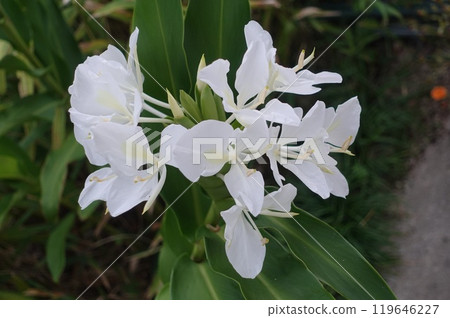 大薑花一朵朵開放,形狀像「頭」字 大薑花一朵朵開放,形狀像「頭」字 119646227