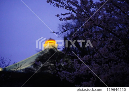 Beautiful illuminated cherry blossoms at night at Yasukuni Shrine, Chidorigafuchi, Kudanshita Beautiful illuminated cherry blossoms at night at Yasukuni Shrine, Chidorigafuchi, Kudanshita 119646230