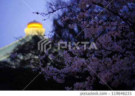 Beautiful illuminated cherry blossoms at night at Yasukuni Shrine, Chidorigafuchi, Kudanshita Beautiful illuminated cherry blossoms at night at Yasukuni Shrine, Chidorigafuchi, Kudanshita 119646231