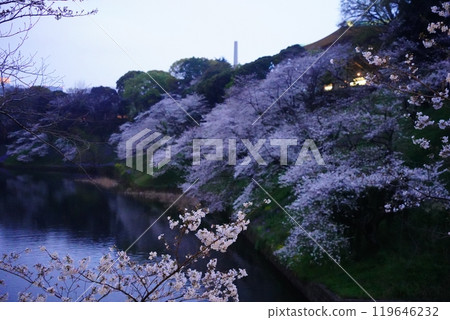 Beautiful illuminated cherry blossoms at night at Yasukuni Shrine, Chidorigafuchi, Kudanshita Beautiful illuminated cherry blossoms at night at Yasukuni Shrine, Chidorigafuchi, Kudanshita 119646232