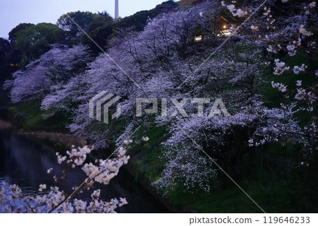 Beautiful illuminated cherry blossoms at night at Yasukuni Shrine, Chidorigafuchi, Kudanshita Beautiful illuminated cherry blossoms at night at Yasukuni Shrine, Chidorigafuchi, Kudanshita 119646233