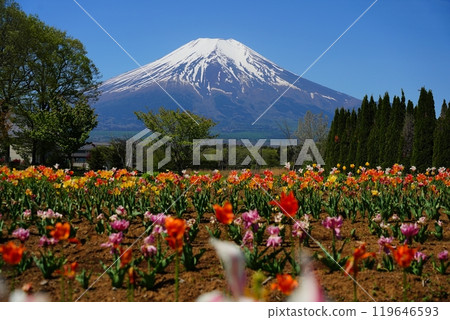 在晴朗的日子裡,富士山矗立在天空中,新綠和鬱金香等大自然裝飾著它。 在晴朗的日子裡,富士山矗立在天空中,新綠和鬱金香等大自然裝飾著它。 119646593
