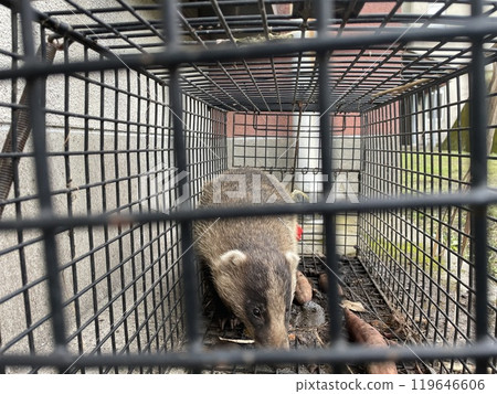 Badger Badger 119646606
