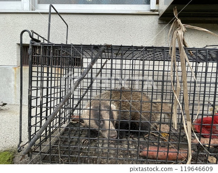 Badger Badger 119646609