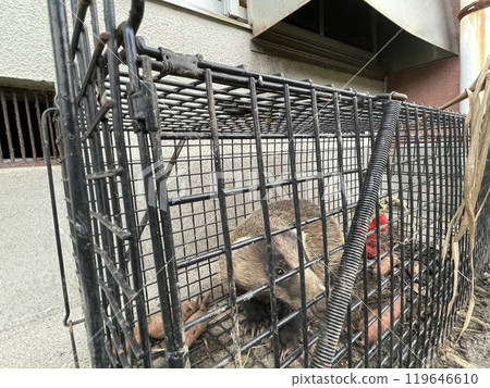 Badger Badger 119646610