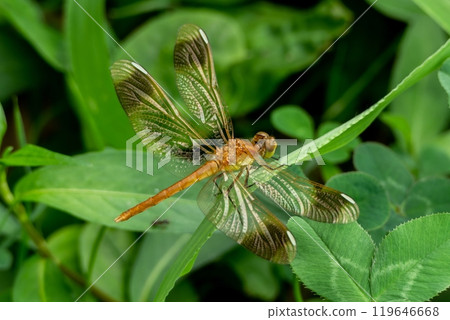 一隻未成熟的雄性粳稻棲息在綠葉上。 119646668