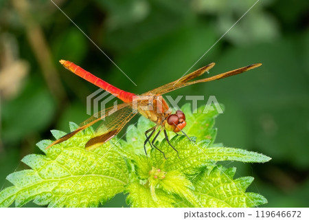 A bright red male mountain robin perched on a green leaf 119646672
