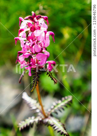 四鹽灶 (Yotsubashiogama) 攀登北阿爾卑斯山黑部五嶽 119646796