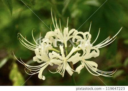 Beautiful white spider lilies blooming in the forest, close-up on green background Beautiful white spider lilies blooming in the forest, close-up on green background 119647223