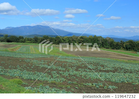 Gunma cabbage field Gunma cabbage field 119647232