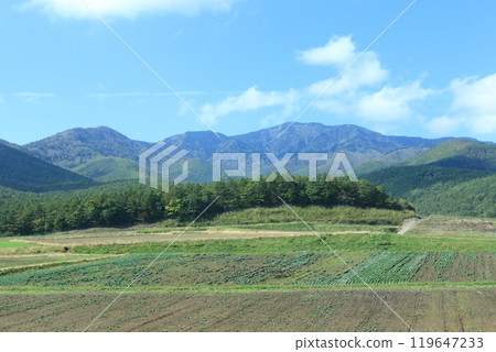 Gunma cabbage field Gunma cabbage field 119647233