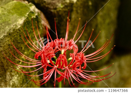 長滿青苔的石頭背景上迷人的紅色簇孤挺花特寫 119647366