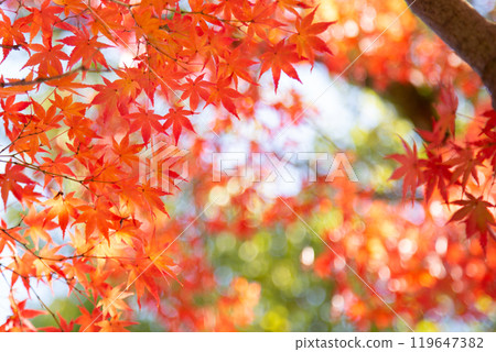 Autumn leaves at their best Autumn leaves at their best 119647382