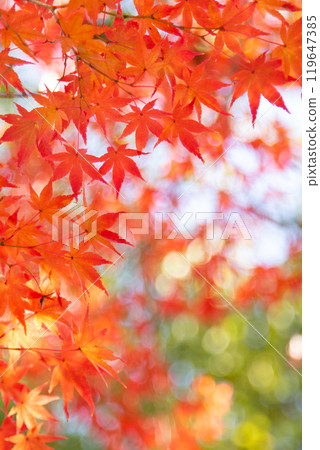 秋葉複製空間 119647385