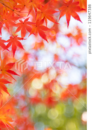 Autumn leaves Copy space Autumn leaves Copy space 119647386