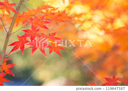 Autumn leaves Copy space Autumn leaves Copy space 119647387