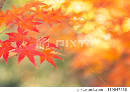 Autumn leaves Copy space Autumn leaves Copy space 119647388