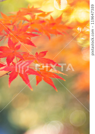 Autumn leaves Copy space Autumn leaves Copy space 119647389