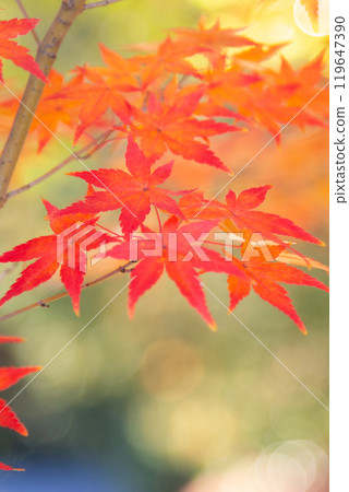 秋葉複製空間 秋葉複製空間 119647390