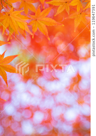 Autumn leaves Copy space 119647391