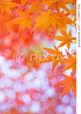 Autumn leaves Copy space 119647392