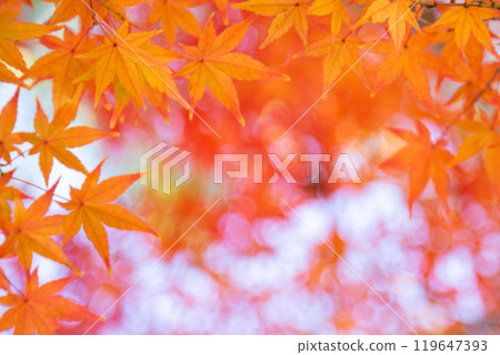 Autumn leaves Copy space 119647393