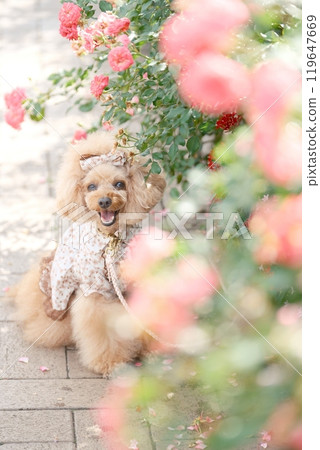 Autumn roses and toy poodle 119647669