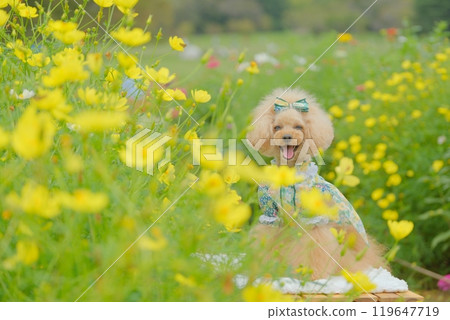 Yellow cosmos and toy poodle Yellow cosmos and toy poodle 119647719