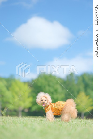 Toy poodle playing on the lawn Toy poodle playing on the lawn 119647736