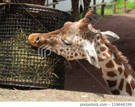 Giraffe to eat food Giraffe to eat food 119648199