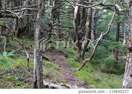 從富士山五合目眺望的景色 119648277