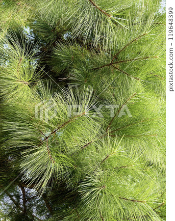Colorful loblolly pine Colorful loblolly pine 119648399