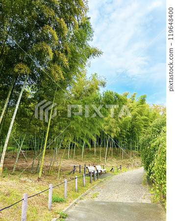 Blue sky and bamboo grove Blue sky and bamboo grove 119648400
