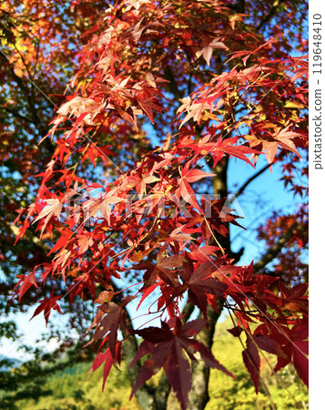A bright red maple 119648410
