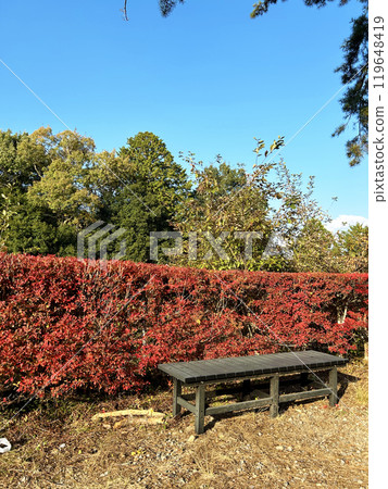 Autumn leaves and benches Autumn leaves and benches 119648419