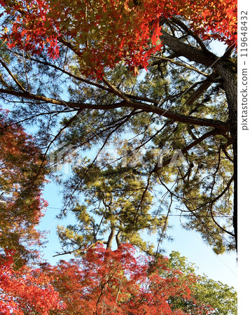 Autumn leaves that shine in the blue sky in autumn Autumn leaves that shine in the blue sky in autumn 119648432