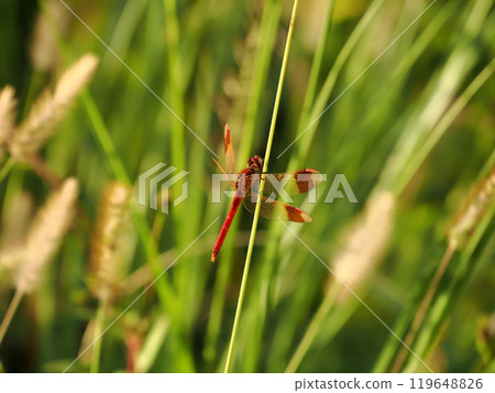Dragonfly - Akane Miyama Dragonfly - Akane Miyama 119648826