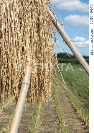 Scene of rice being hung on racks after the rice harvest 119649446