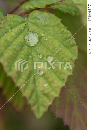 Raindrops falling on the leaves 119649467