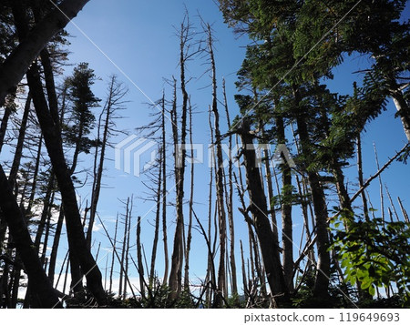 Shiomidake hiking trail, ridge walk, dead forest Shiomidake hiking trail, ridge walk, dead forest 119649693