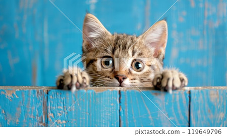 cute kitty hiding and looking at camera with big eyes 119649796