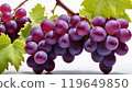 紫葡萄（很多） 119649850