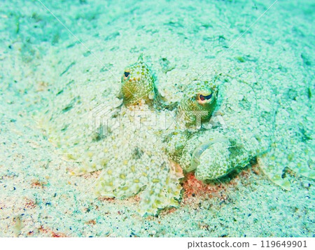 比目魚臉沖繩 比目魚臉沖繩 119649901