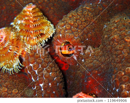 Tencross striped blenny, Izu Oshima 119649906