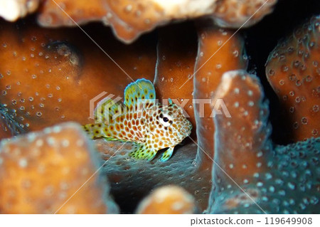 Juvenile blenny fish, Izu Oshima Juvenile blenny fish, Izu Oshima 119649908