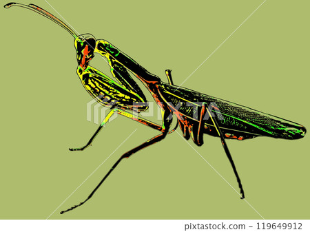 Large green praying mantis on a green background. A large green grasshopper is a male praying mantis. 119649912