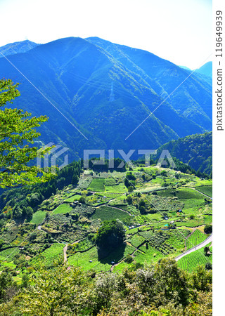 [Gifu Prefecture] Ibigawa Town, Gifu's Machu Picchu, Tea Fields in the Sky 119649939