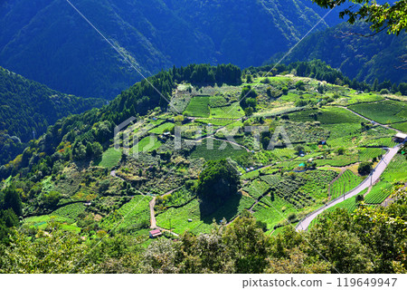 [Gifu Prefecture] Ibigawa Town, Gifu's Machu Picchu, Tea Fields in the Sky 119649947