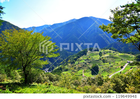 [Gifu Prefecture] Ibigawa Town, Gifu's Machu Picchu, Tea Fields in the Sky 119649948