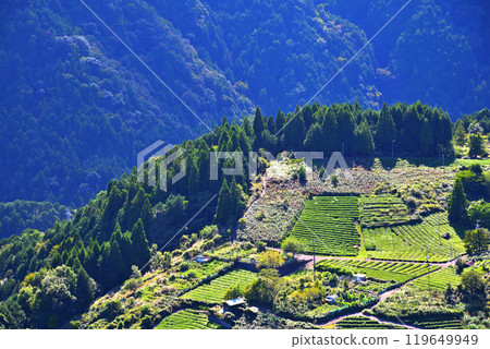 [Gifu Prefecture] Ibigawa Town, Gifu's Machu Picchu, Tea Fields in the Sky 119649949